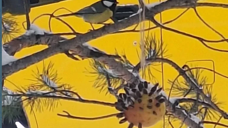 Экокормушки для пернатых друзей!